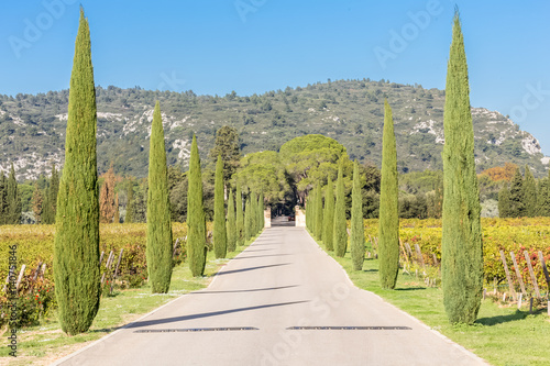 Poster paysage provençal, allée de cyprès parmi les vignes, domaine viticole