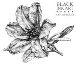 Illustration with flower Azalea drawn by hand with black ink. Graphic drawing, pointillism technique. Floral element for design.