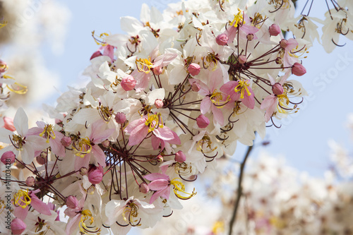 Poster Branches of blooming plentifully tree, Wishihng tree, Cassia bakeriana Craib