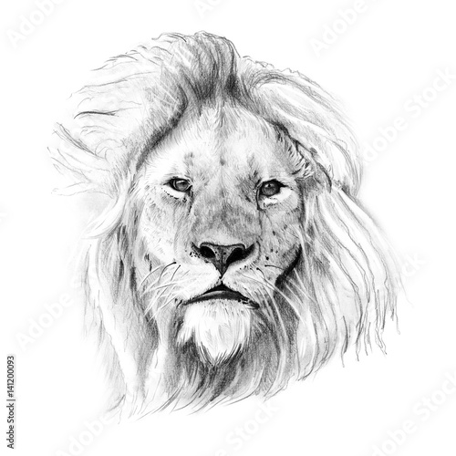 Obraz na płótnie Portrait of lion drawn by hand in pencil