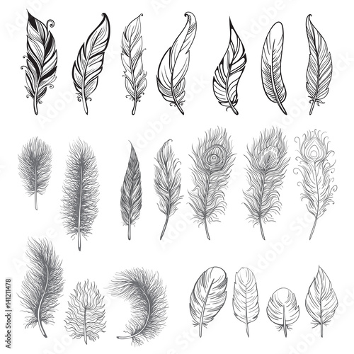 Lacobel Collection of hand drawn feather. Ink illustration. Isolated on white background. Set of decorative animals feathers. Hand drawn vector art.