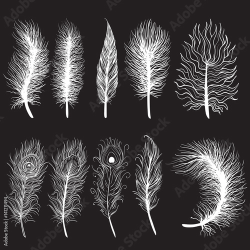  Collection of hand drawn feather. Ink illustration. Isolated on white background. Set of decorative animals feathers. Hand drawn vector art.