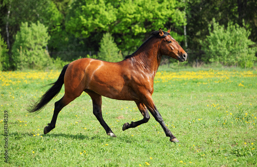 tall grass field yellow thoroughbred horse stallion runs through tall grass field buy tall grass field yellow thoroughbred horse stallion runs through tall grass field buy