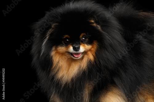 Poster Close-up Fluffy miniature Pomeranian Spitz Dog on Isolated Black background, fro