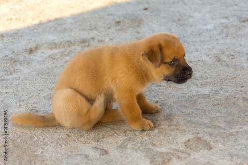 Cute golden puppy lightly scratching sat on concrete floor.