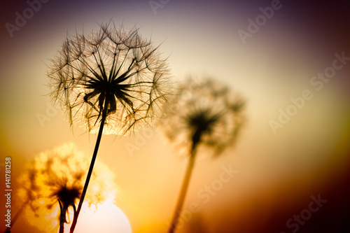 Obraz na płótnie Dandelions at sunset