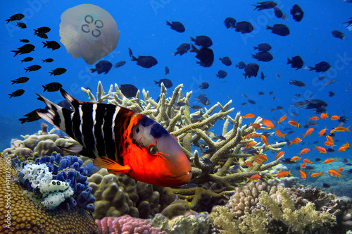  Underwater image of coral reef and tropical fishes