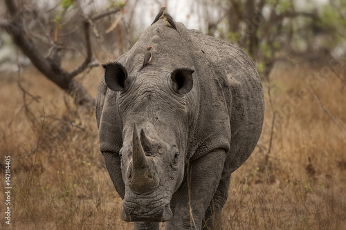 Obraz na płótnie Oxpeckers on white rhino in South Africa