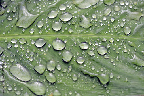 raindrops-swiecilo-na-zielony-lisc