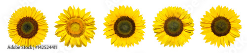  Sonnenblumen als Panorama Hintergrund