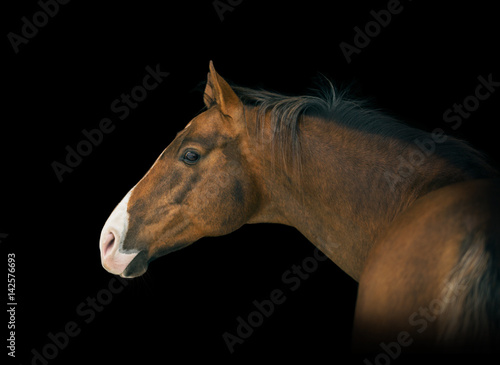 Poster Portrait of red horse with white line on face on black background