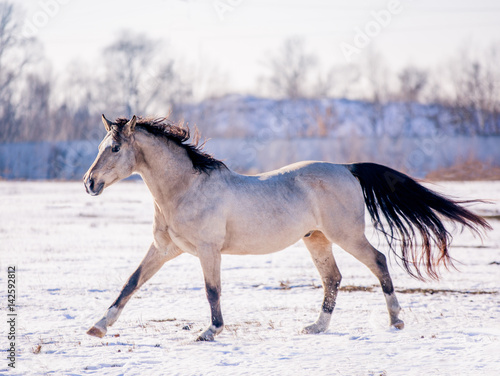 Poster Free beautiful horse enjoys snow and sun in winter