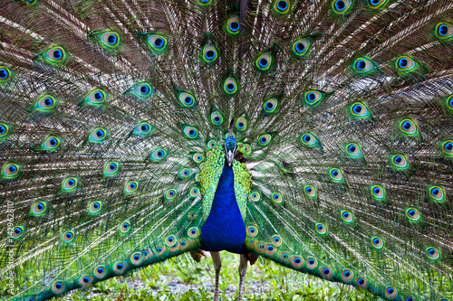 Beautiful peacock