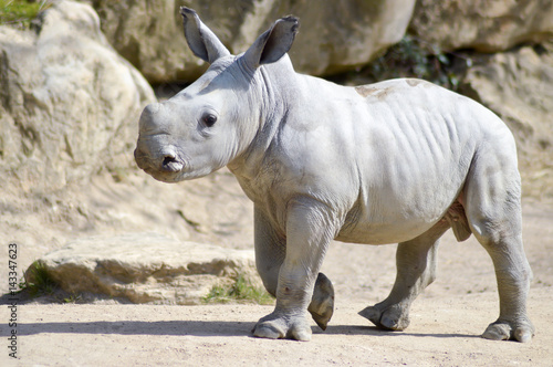 Obraz na płótnie Small rhinoceros on a rock background