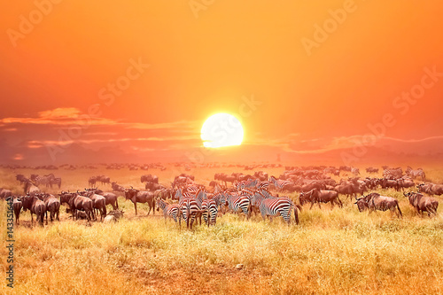 Poster Zebras and antelopes in africa national park. Sunset.