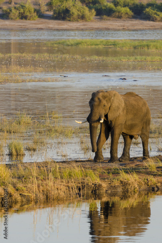 Poster African bush elephant (Loxodonta africana) on the banks for the Chobe River