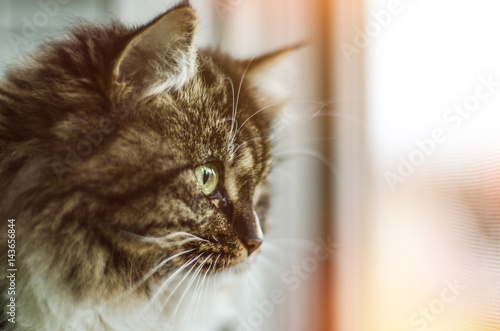 Poster Beautiful cat sitting on windowsill and looking out of a window