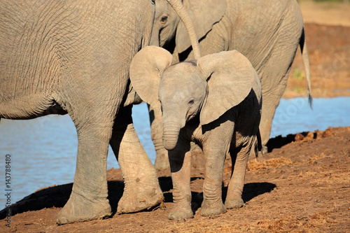 Poster A cute baby African elephant (Loxodonta africana), Addo Elephant National Park, South Africa