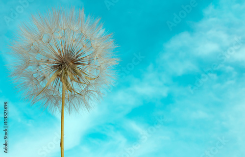 Obraz na płótnie Delicate dandelion with seeds on background of bright blue sky.