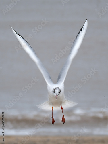 Poster The black-headed gull is a small gull that breeds in much of Europe and Asia, and also in coastal eastern Canada