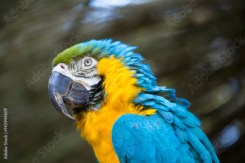 Poster Parrot portrait of bird. Wildlife scene from tropic nature.