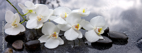 biale-orchidee-na-czarnych-kamieniach