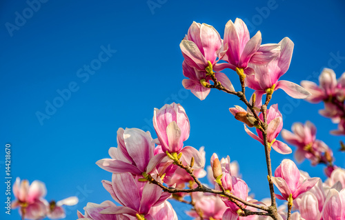 magnolia-flowers-on-a-blue-sky-background