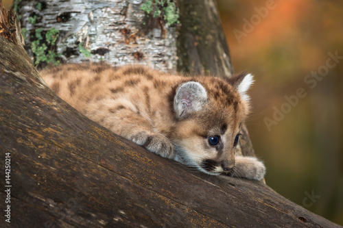 Female Cougar Kitten (Puma concolor) Curious in Tree