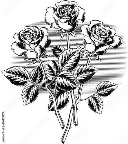 Three roses with their stems and leaves.