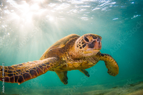 Pinturas sobre lienzo Endangered Hawaiian Green Sea Turtle Cruising in the warm waters of the Pacific