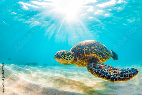 Póster Endangered Hawaiian Green Sea Turtle Cruising in the warm waters of the Pacific