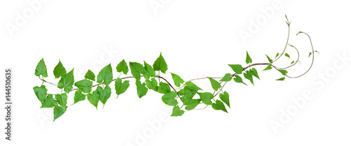 Fototapeta Green leaves wild climbing vine, isolated on white background, clipping path included