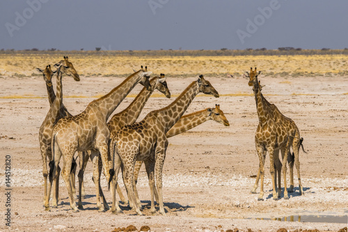 Obraz na płótnie A group of giraffes standing at waterhole in Etosha national park, Namibia.