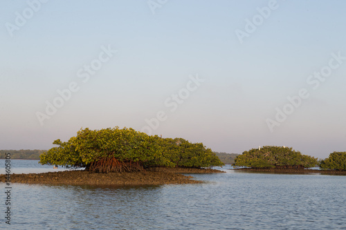 Poster Dawn light over mangrove area of Thousand Islands in Everglades, Florida