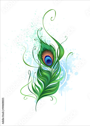 Peacock Feather