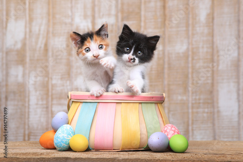 Cute Pair of Kittens Inside an Easter Basket