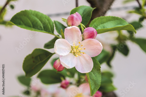 fiore e boccioli di melo