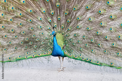 proud as a peacock