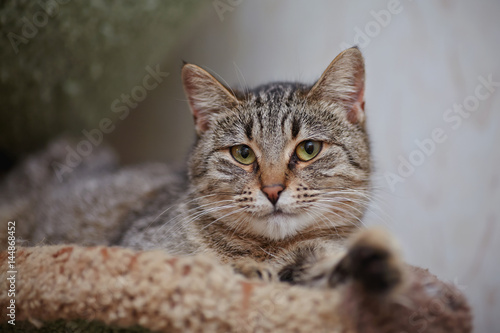 Portrait of the striped lying cat.