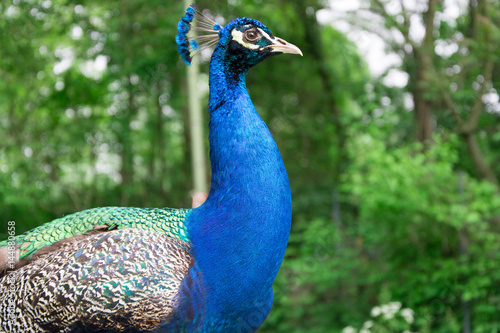 Peacock