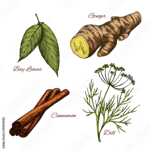 Vector sketch icons of spice and herb seasonings