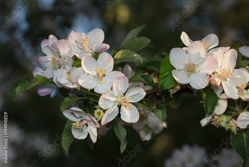 Apple flowers