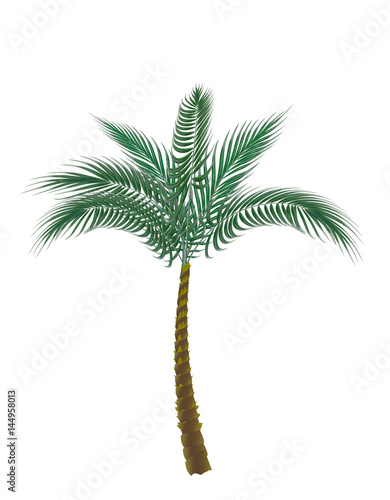tropische-grune-palme-getrennt-auf-weisem-hintergrund-illustration