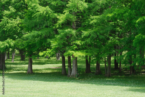 green trees forest and meadow in spring season