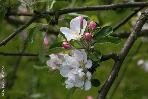 apple blossom