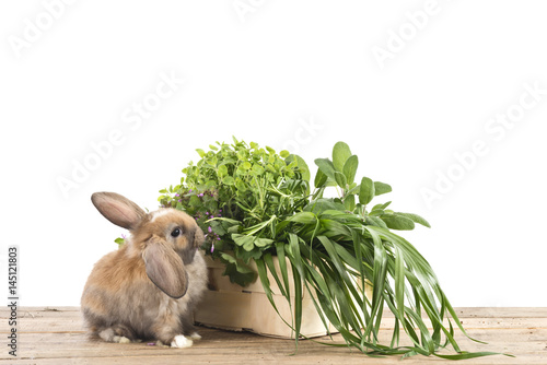 Kaninchen mit frischen Kräutern