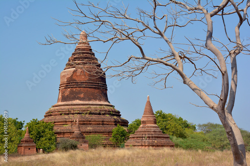 Poster Beautiful ancient stupa with picturesque tree on the foreground