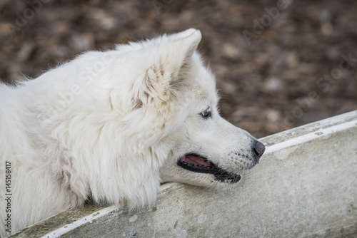 Samoyed family dog with fluffy white fur
