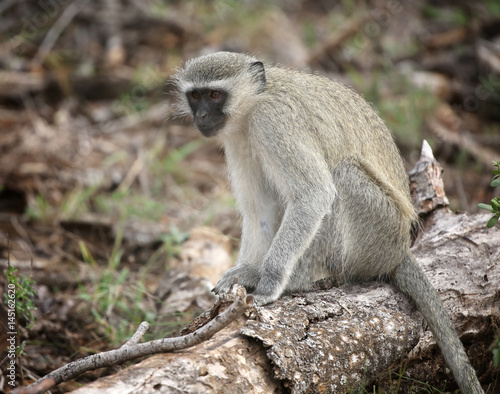 Poster wild velvet monkey in Kruger National Park, South Africa.