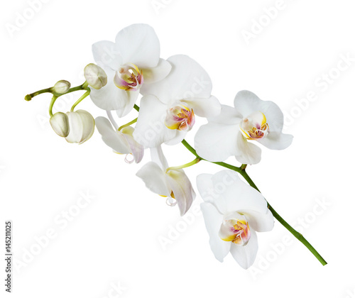 White orchid flower